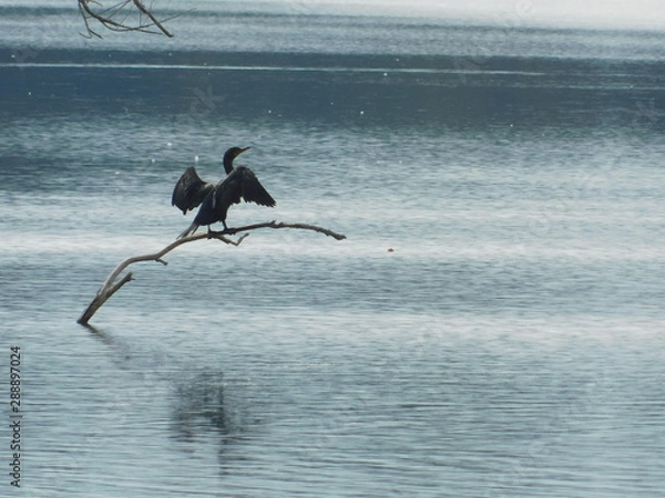 Obraz Ready for flight II