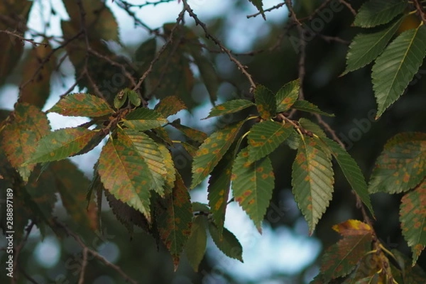 Obraz OLYMPUS DIGITAL CAMERA