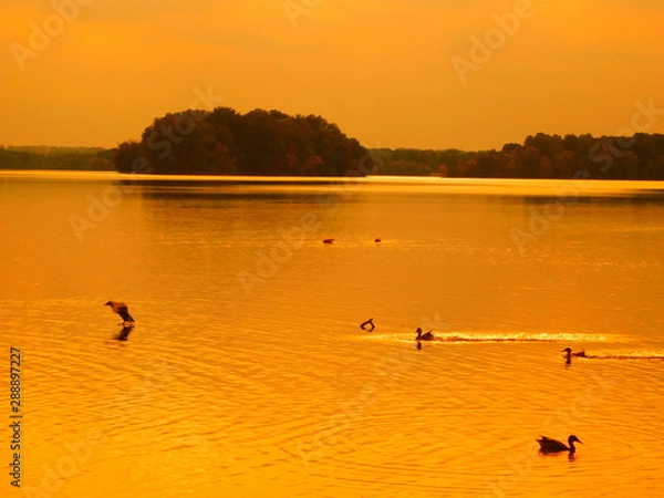 Obraz Duck in the sunset