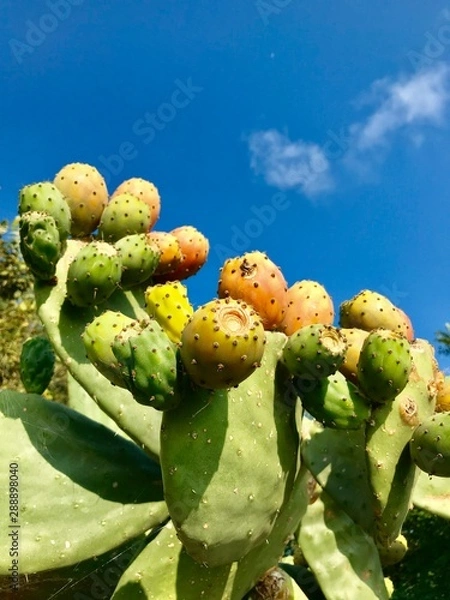 Obraz cactus in desert