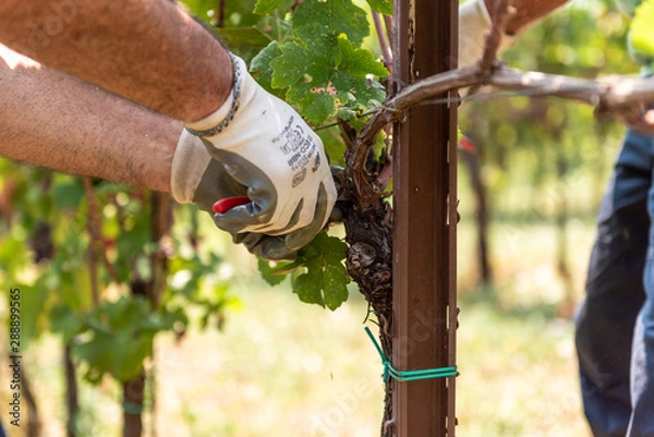 Fototapeta Vendemmia