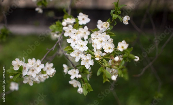 Fototapeta Flowers, cherry blossoms on the branches on a spring day. Beautiful spring background. Spring flowering in the garden wallpaper. Beautiful blossoming flowers of apple trees in the park.