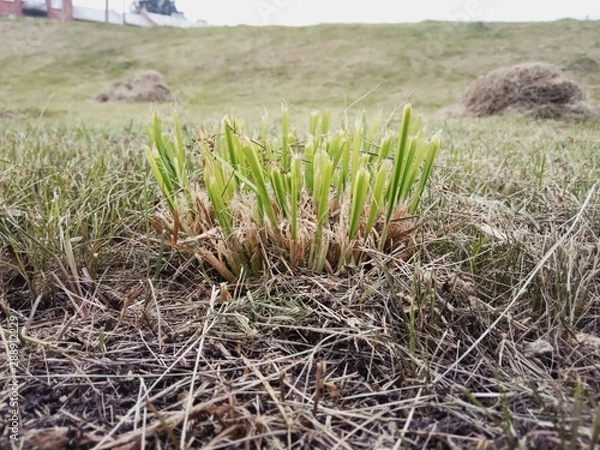 Obraz grass in the field