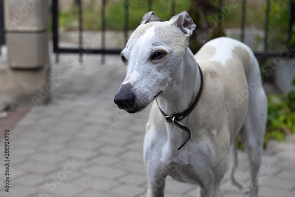 Fototapeta A ten-year-old male dog Whippet walks in the courtyard of the house. Summer. Sunny day.