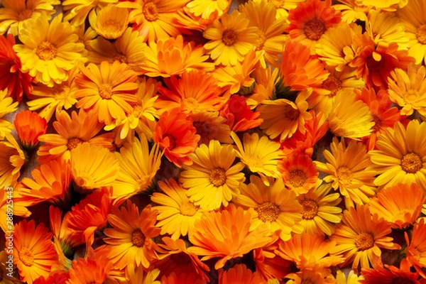 Fototapeta Yellow and orange calendula flowers as a background. Calendula is a joyful flower.