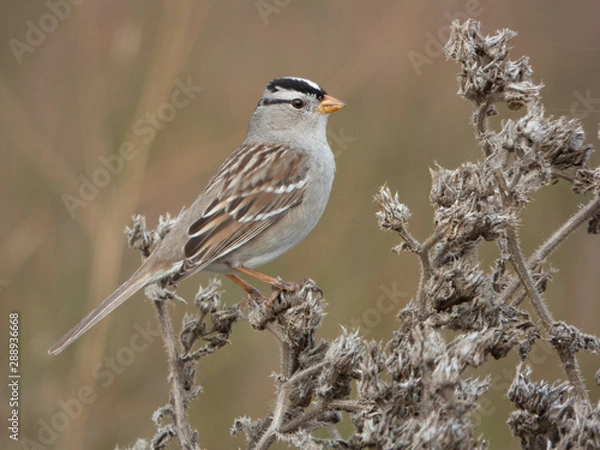 Fototapeta White Crowned Sparrow Picking seeds from weed