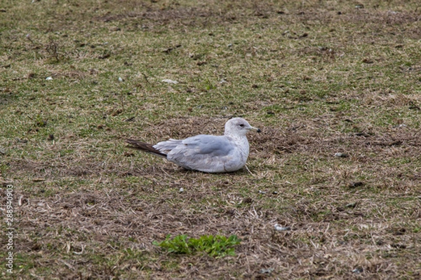 Fototapeta Mouette