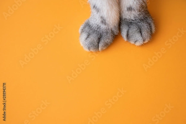Fototapeta Paws of a gray cat on an orange background. Top view, minimalism. Cute picture. Concept of pets, cat grooming. Image for banner, place for text.