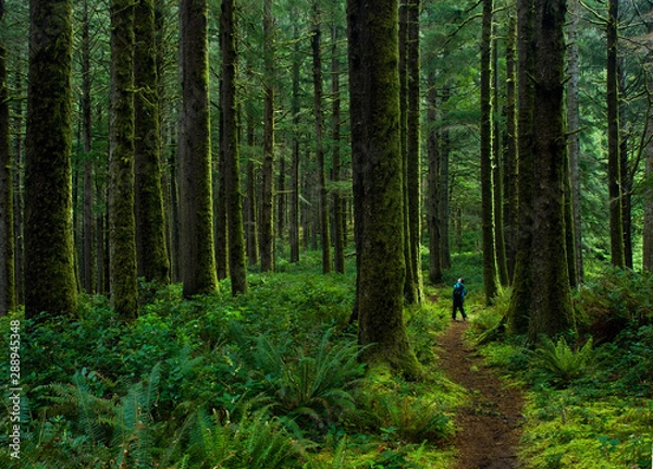Fototapeta Hiker admiring ancient  trees in temperate rain forest of Suislaw National Forest along Cooks Ridge Trail at Cape Perpetua, Oregon.