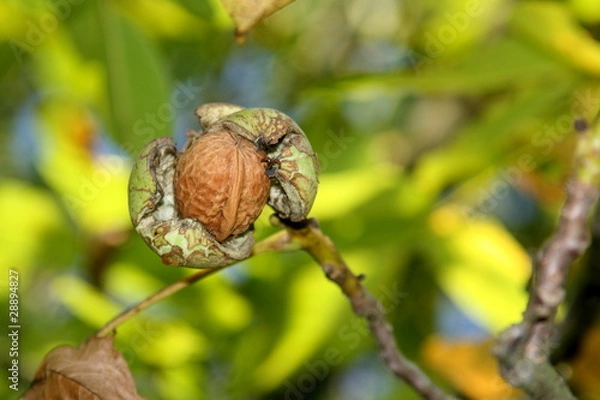 Obraz wallnuss vor der ernte