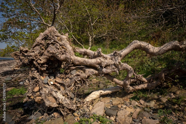 Obraz uprooted tree on the beach