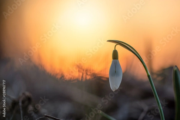 Obraz Schneeglöckchen