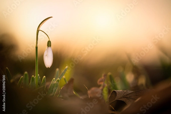 Obraz Schneeglöckchen
