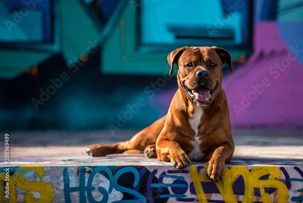 Fototapeta Graffiti Hund