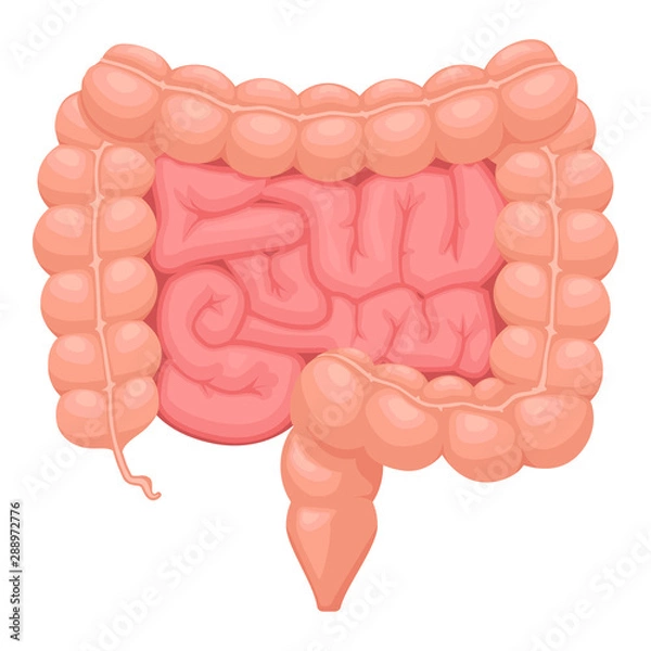 Fototapeta Realistic flat vector illustration of small and large intestine. Human internal organ, digestive tract. Vector illustration isolated on white background.
