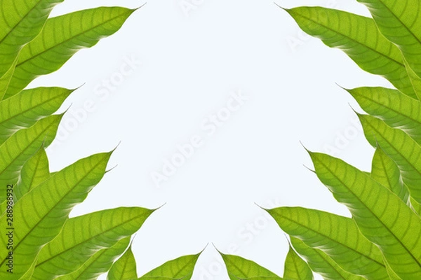 Fototapeta Mango leaf on white background.