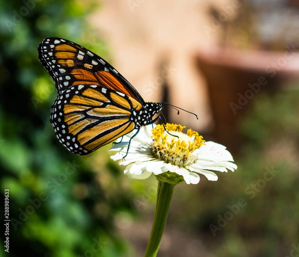 Obraz butterfly on flower