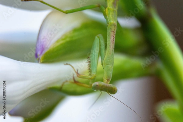 Obraz green praying mantis