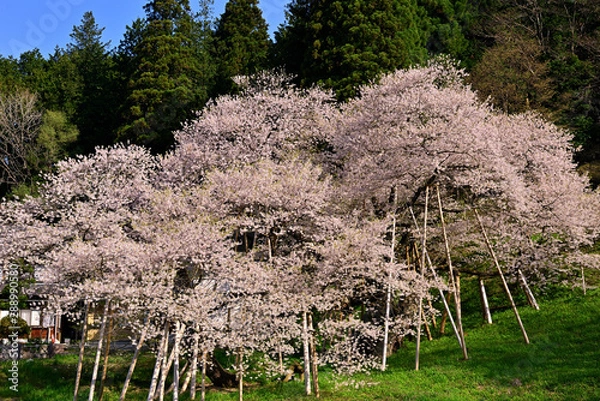 Fototapeta 満開の飛騨一ノ宮の臥龍桜