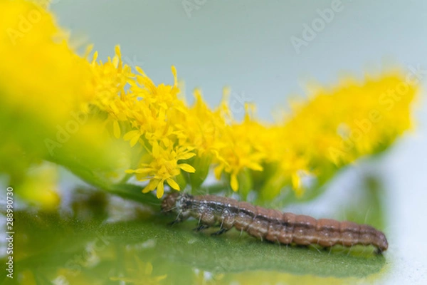 Obraz caterpillar
