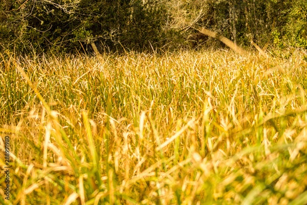 Obraz sbs swamp grass