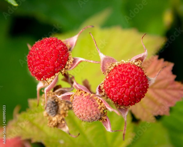 Obraz thimbleberry