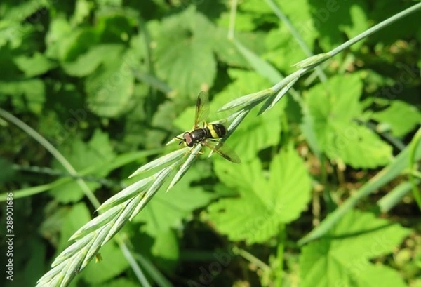 Obraz Hoverfly on plant in the meadow, closeup