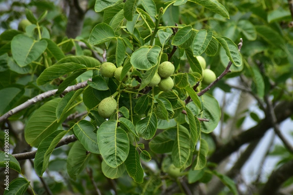 Fototapeta 胡桃の実