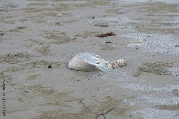 Fototapeta Lok Kawi, Kota Kinabalu, Sabah, Malaysia - September 08, 2019: There is a lot of rubbish left in Lok Kawi Beach. This rubbish are dumped into the sea and washed away to this beach.