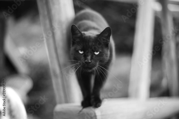 Fototapeta black cat