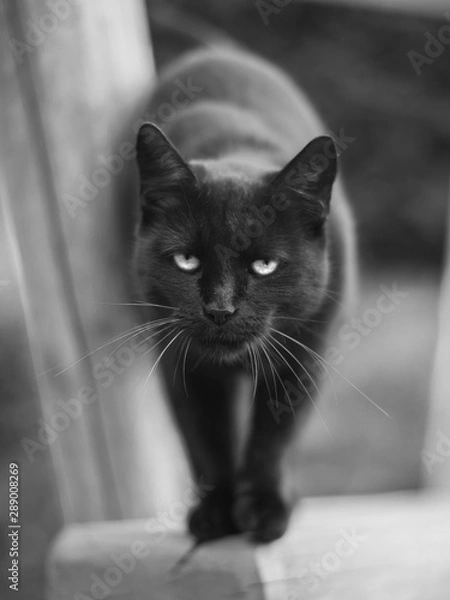 Fototapeta Black cat