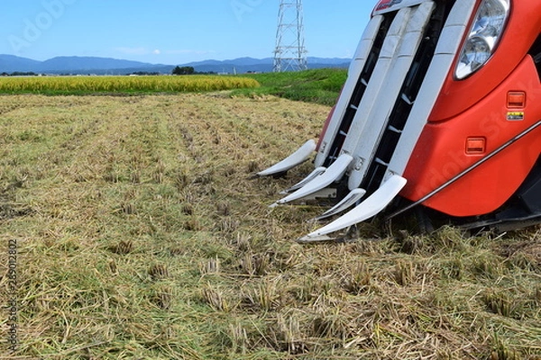 Obraz 新米の収穫 コンバイン