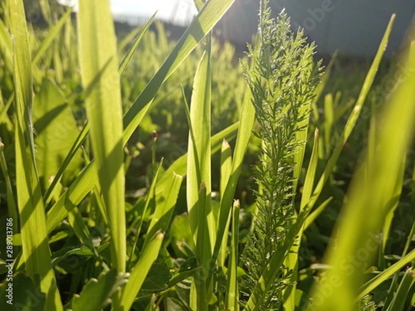 Obraz Grass