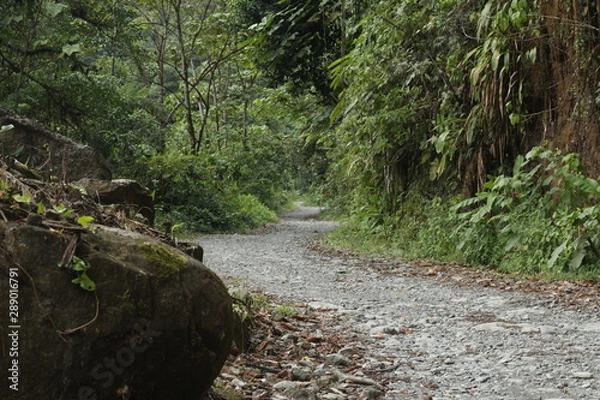 Obraz stream in forest