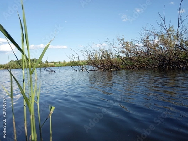 Obraz Bushes by the river