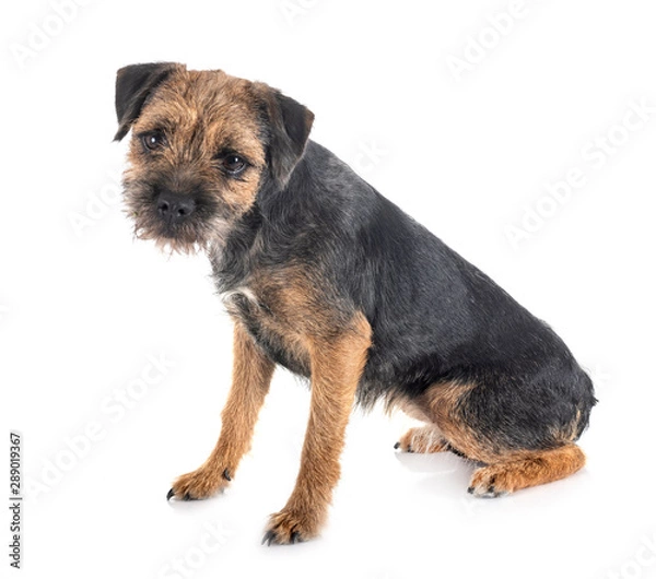 Fototapeta young border terrier