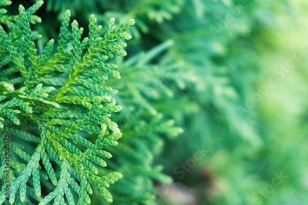 Fototapeta Background Thuja evergreen tree leaves. Thuja branches close up. Green nature background or Wallpaper Texture.