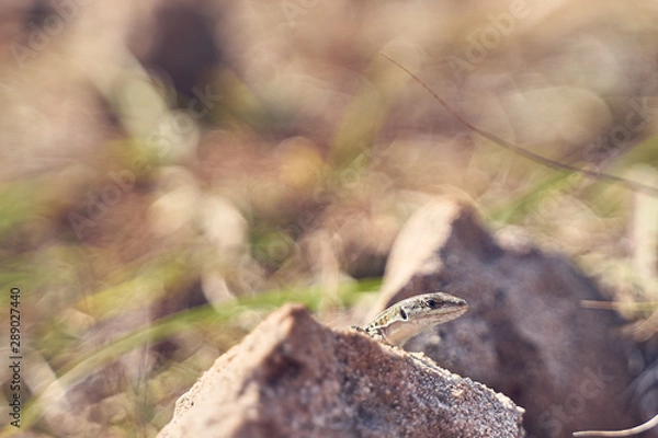 Obraz Eidechse an Felsen