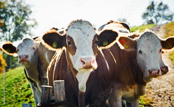 Obraz Nosy Cows