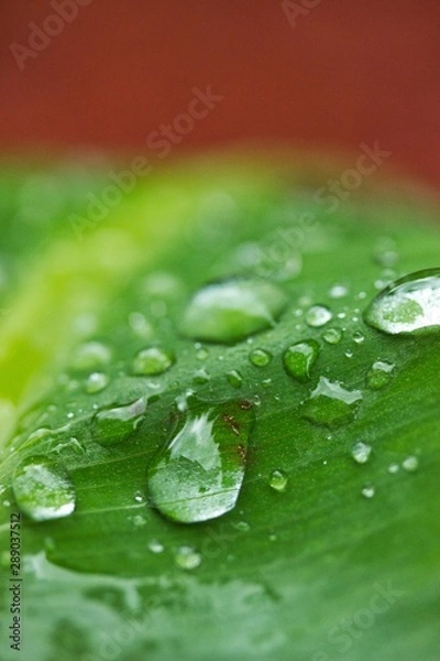 Obraz Regentropfen 
