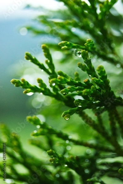 Fototapeta Regentropfen 