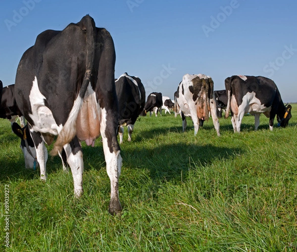 Fototapeta Cows in meadow. Farming. The Netherlands. Cattle breeding