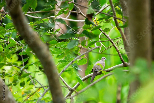 Fototapeta bird on tree 