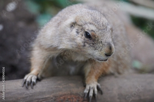 Fototapeta プレーリードッグ