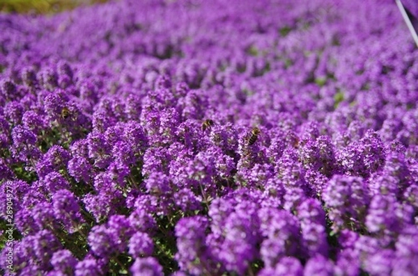 Fototapeta Purple carpet