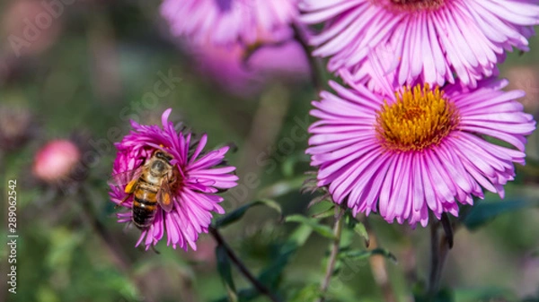 Fototapeta Bee and Purple Pink Flowers Closeup in a Summer Garden