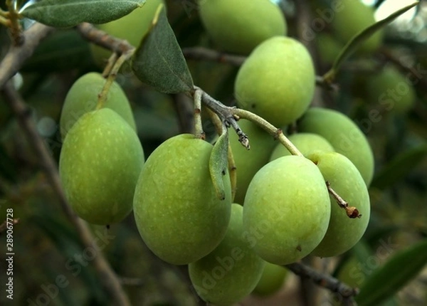Obraz Olives on tree