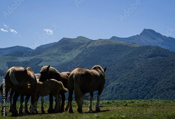 Obraz Chevaux et Montaigu
