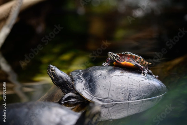 Obraz Piggybacking Turtle