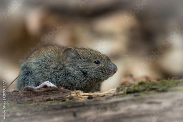 Fototapeta Красота дикого леса